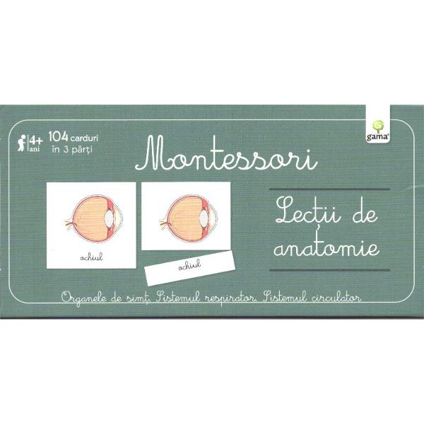Lectii de anatomie - Montessori - Organele de simt. Sistemul respirator. Sistemul circulator 